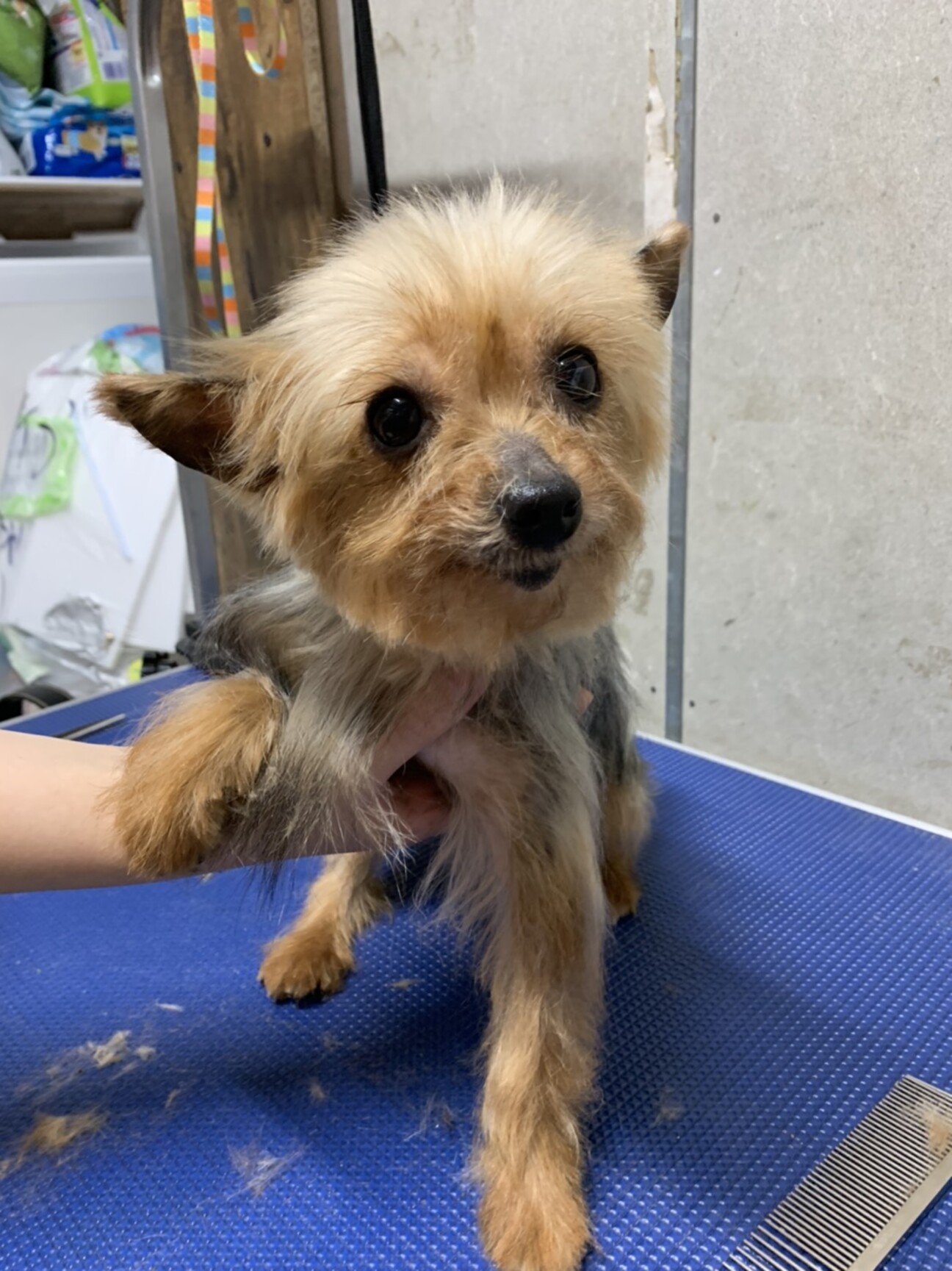 ポロ 大人しい性格のヨ 東京都 犬の里親募集 ペットのおうち 月間利用者150万人