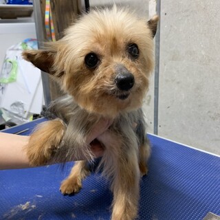 保護犬カフェ 西八王子店が投稿した里親募集 ペットのおうち 月間利用者150万人