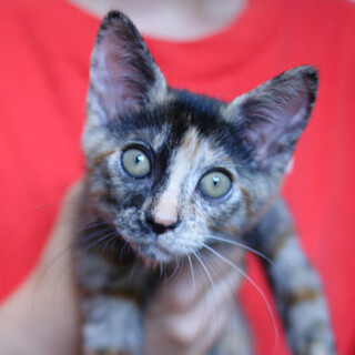 飾らない可愛らしさが魅力です☆くるみちゃん