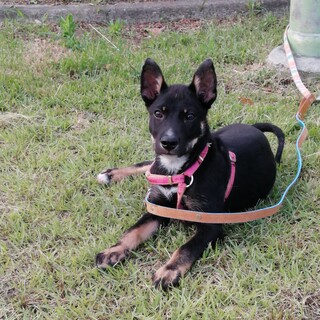 守山区Ｏさんに迎えていただきましたクロ君