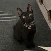 ジジ