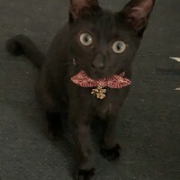 キキ