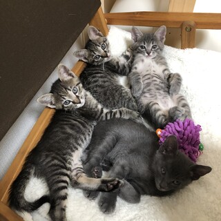 ★生後2ヶ月の姉妹★