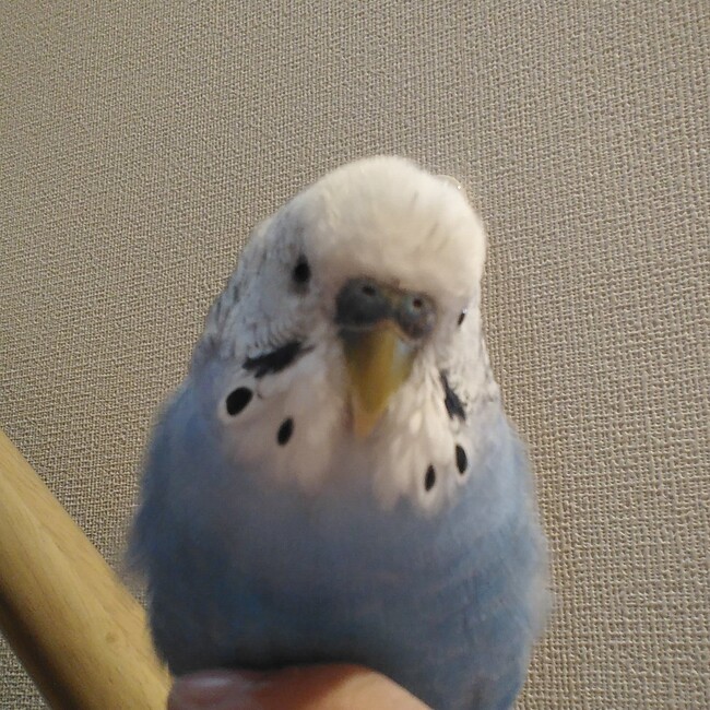 もちゃちゃむのカバー写真