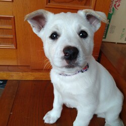 「ウチに来て８ヶ月半」サムネイル3