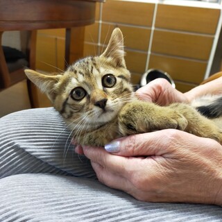 おとなしめ　キジトラの男の子