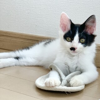 白黒長毛の遊ぶこと大好きかまってちゃん