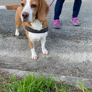 可愛いビーグルの女の子