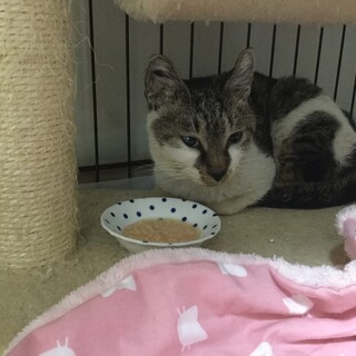 かわいいキジ