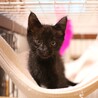 【トライアル中】人馴れ黒猫の男の子 サムネイル5