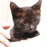 【トライアル中】人馴れ黒猫の男の子 サムネイル6