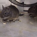 デグーアグーチ 2匹 1歳10か月（性別不明）