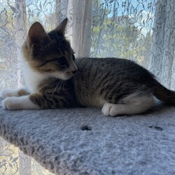 とらちゃんお届け！