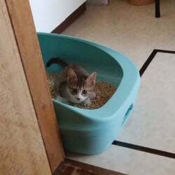 「とらちゃんお届け！」サムネイル2