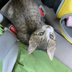 「とらちゃんお届け！」サムネイル3