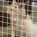 まっすぐ尻尾のクリーム茶トラの男の子