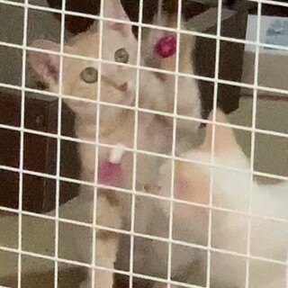 まっすぐ尻尾のクリーム茶トラの男の子