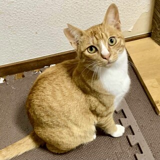 穏やかで懐っこい【ソメイ】