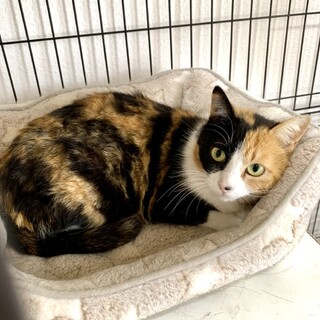 人がこわいこわい【としこ】