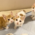 人馴れバッチリ！やんちゃな茶白三兄妹！