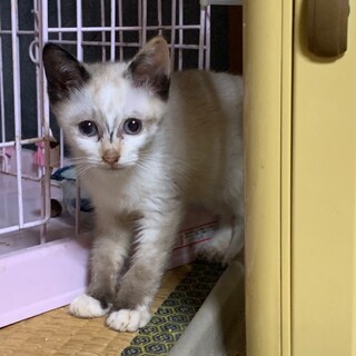 生後3ヶ月⭐︎シャム風？珍しい柄の仔猫ニャン