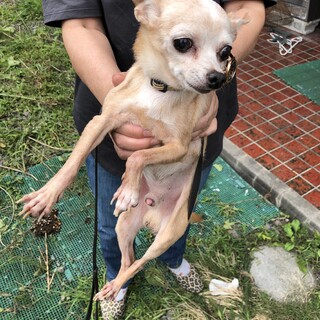 飼い主が介護施設へ｜里親さんを探しています