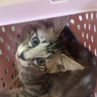 可愛いキジトラの男の子です