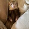 いつも幸せそうに寝ています。寝るのが大好き！いつもママとお昼寝をするんだよ！