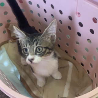 可愛い白キジの女の子です