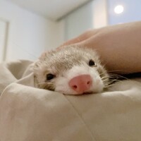 リリィ