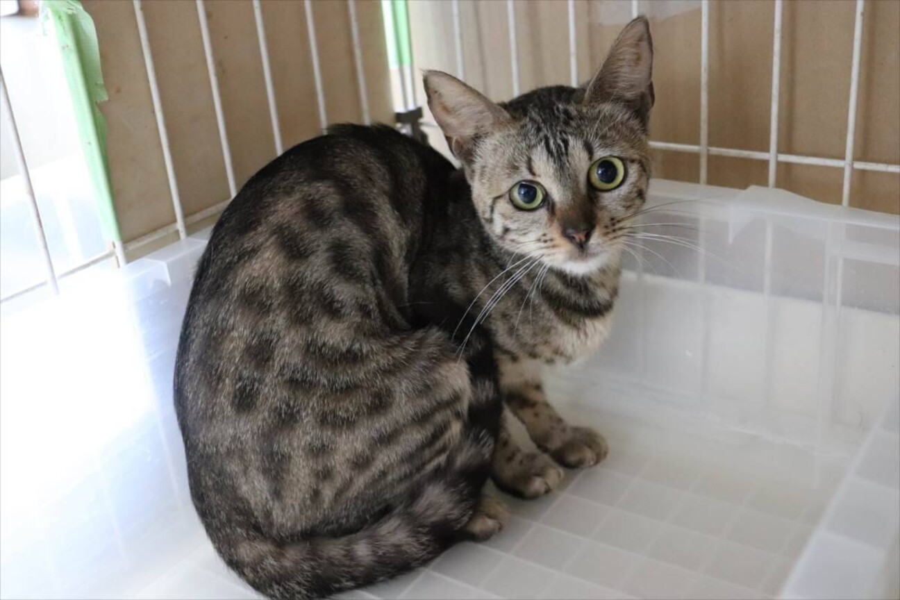 おいざりさんママ様❤ベンガルネコ ねこ 印鑑スタンド♡ おいざりさんママ様❤ベンガルネコ ねこ 印鑑スタンド♡