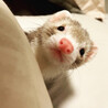 ママとパパが寝てると、ひょこっとやってきます。遊んで！ナデナデじゃなくて遊んで〜！と。。遊ぶのがとにかく大好き、甘え上手です