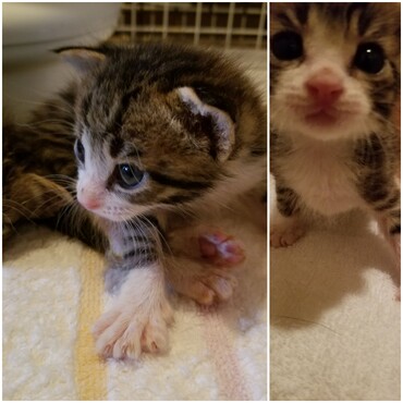 ちびちびにゃ〜！