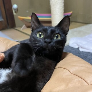 性格花丸◎◎◎若いママ猫を幸せにしてあげてください