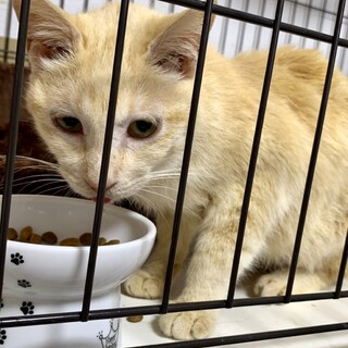 人懐っこいゴロスリのおばあちゃま【ロミ】