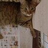 幼い猫ちゃん4匹の里親募集 サムネイル6