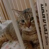 幼い猫ちゃん4匹の里親募集 サムネイル7