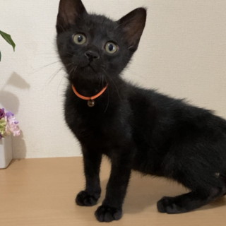 マイペースイケメン☆8/1譲渡会です