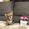 チョコもち大福さん