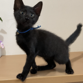 フニャゴロ抱っこ好き☆8/1譲渡会です