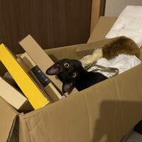 メイ