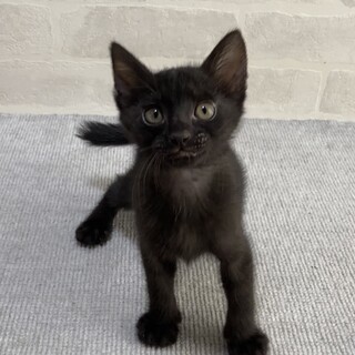 ミルクで育てた甘えん坊☆8/1譲渡会です