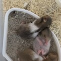 ハムスター赤ちゃん里親募集！