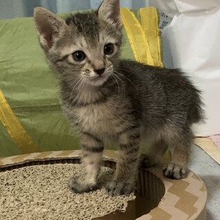 ミルクで育てた甘えん坊☆8/1譲渡会です