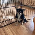 チワワ四歳