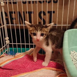 仔猫ぼん君里親さん募集