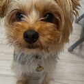 ①　ヨークシャテリア　オス　３歳　