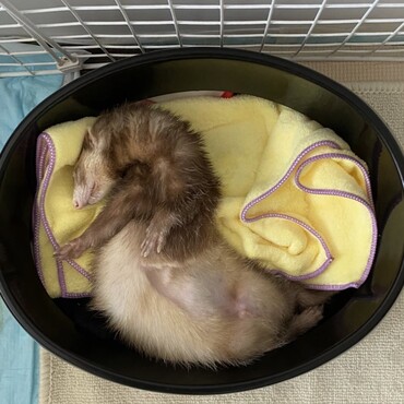 ここ最近お熱が続きよったあぽくん。毎日不安過ぎて、こんなにリラックスして寝てくれゆう姿見るのも もうめちゃくちゃ久しぶりな気がしてしまう。