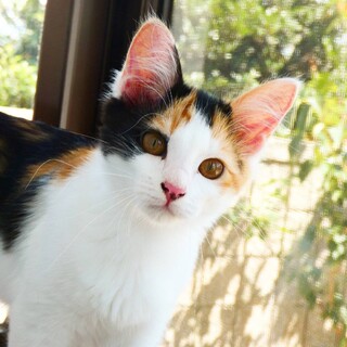 美猫な三毛猫ちゃん