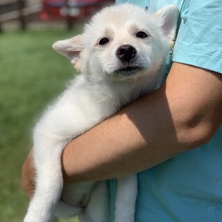 ポメ×柴？モコモコふわふわの女の子